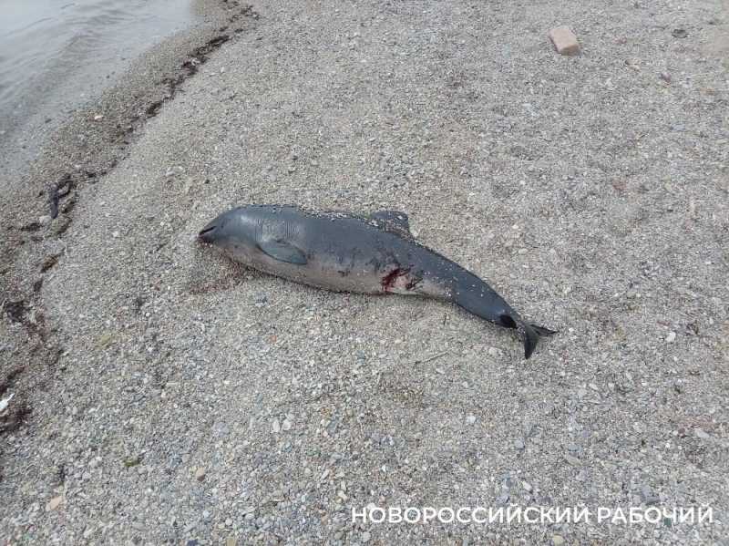На Волочаевский берег Новороссийска выбросило мертвых дельфинов