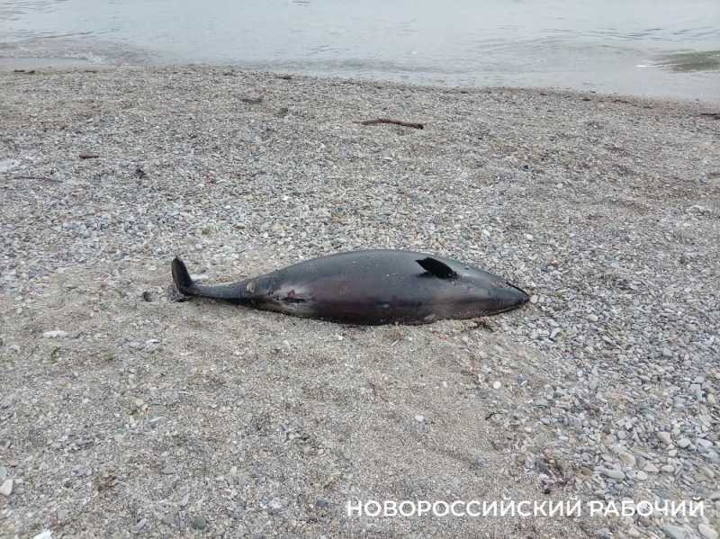 На Волочаевский берег Новороссийска выбросило мертвых дельфинов