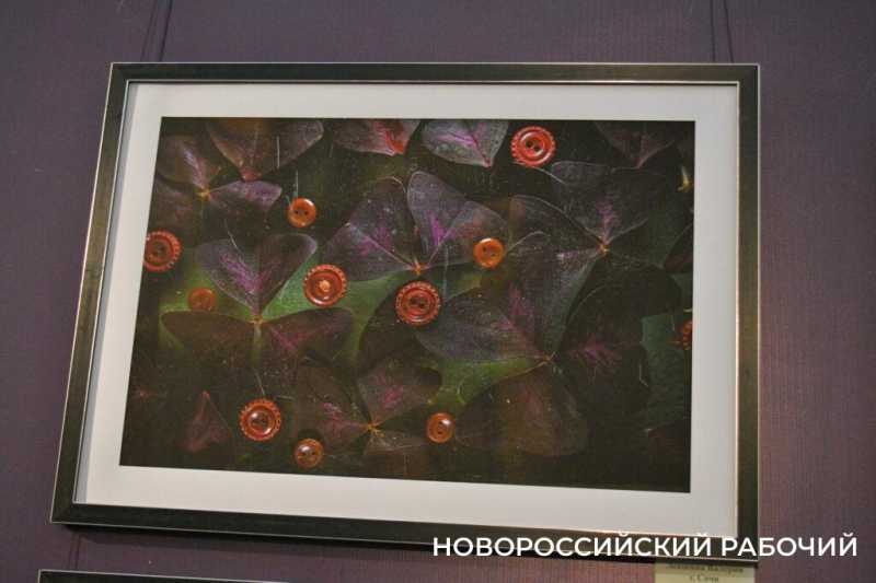 На выставке в Новороссийске показали фото, сделанные &laquo;консервной банкой&raquo;