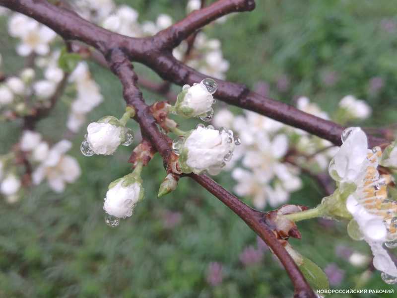 Новороссийцы переживают &laquo;циклоническую депрессию&raquo; вместе с погодой