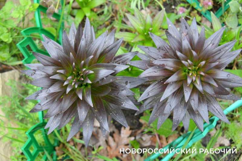 Новороссийские садоводы не видят препятствий на пути к грядкам