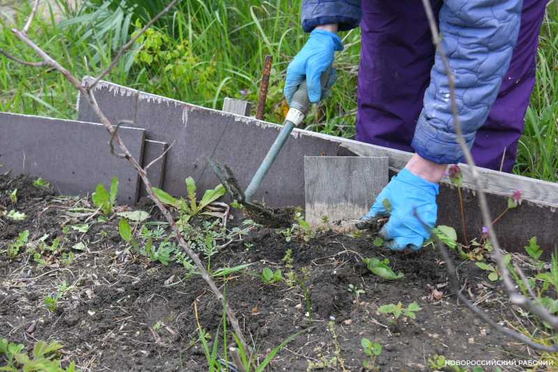 Новороссийские садоводы не видят препятствий на пути к грядкам
