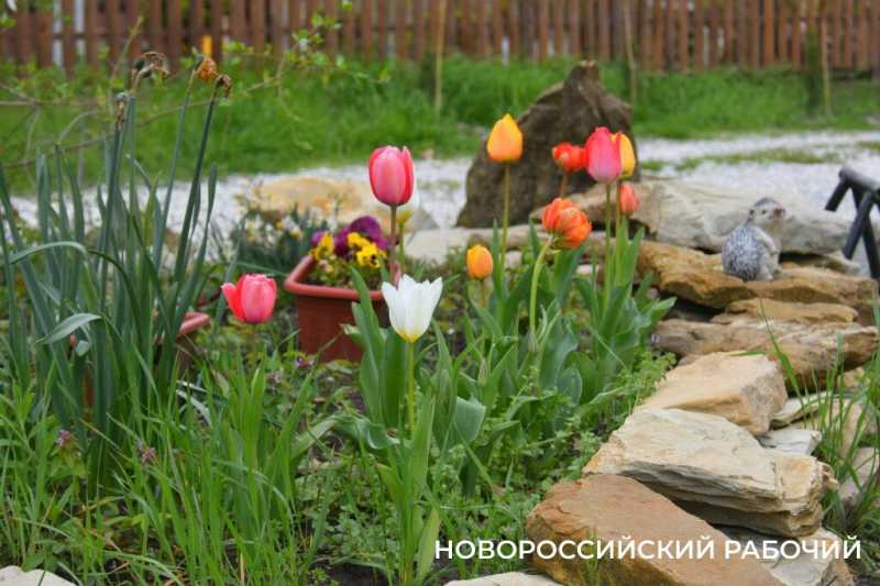 Новороссийские садоводы не видят препятствий на пути к грядкам