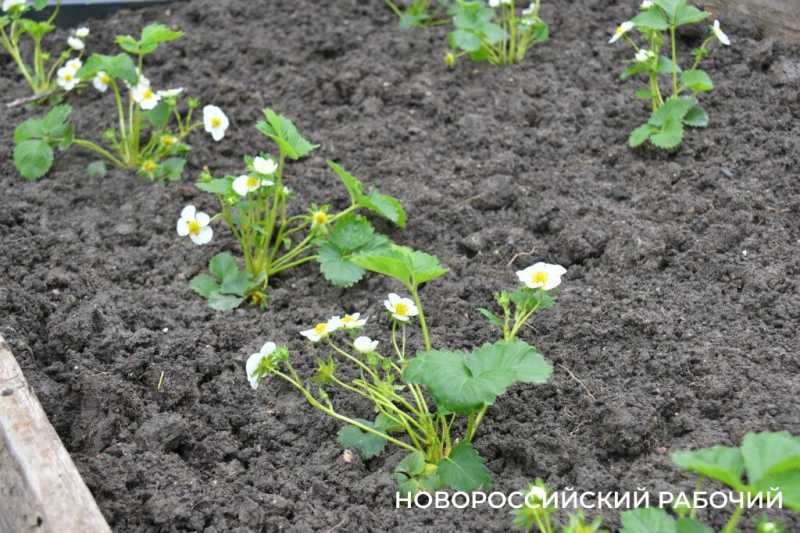 Новороссийские садоводы не видят препятствий на пути к грядкам