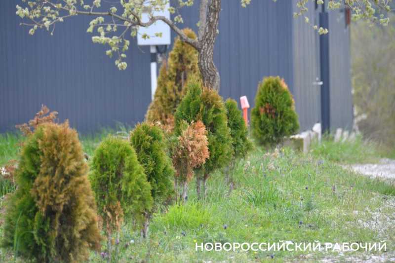 Новороссийские садоводы не видят препятствий на пути к грядкам