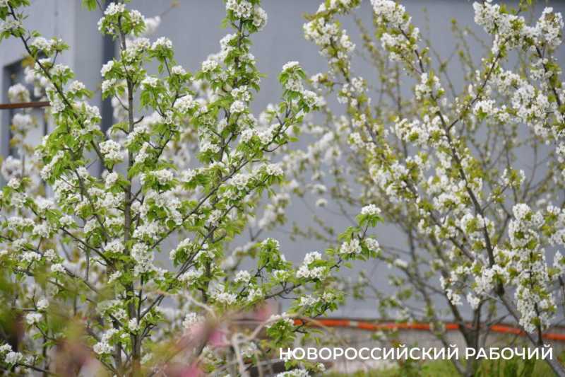 Новороссийские садоводы не видят препятствий на пути к грядкам