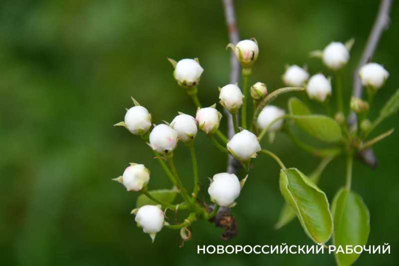 Новороссийские садоводы не видят препятствий на пути к грядкам