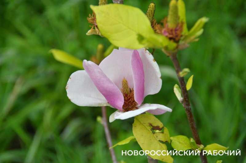 Новороссийские садоводы не видят препятствий на пути к грядкам