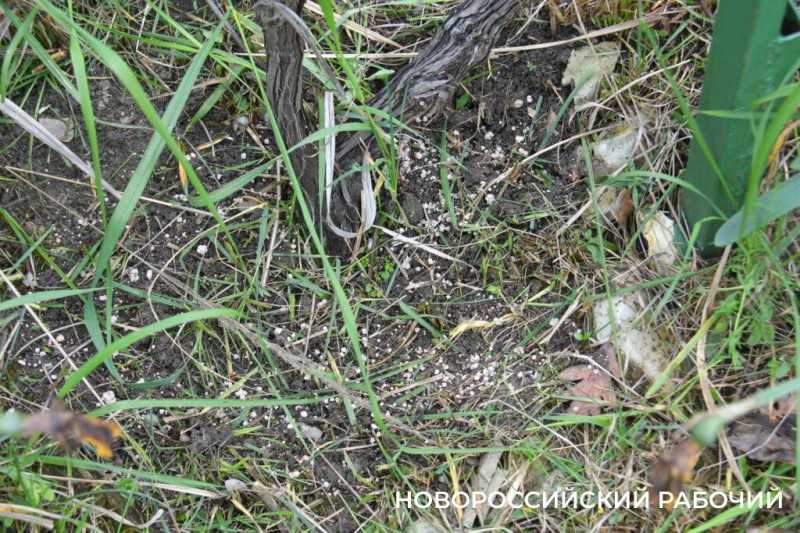 Новороссийские садоводы не видят препятствий на пути к грядкам