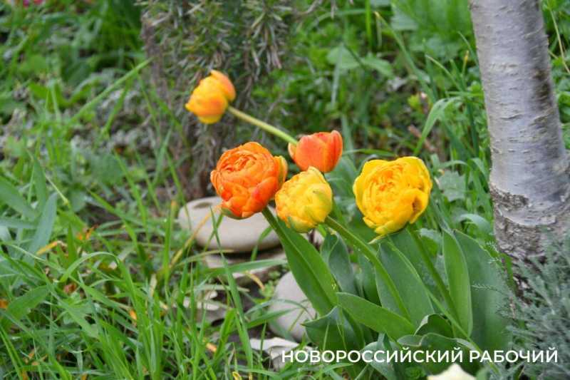 Новороссийские садоводы не видят препятствий на пути к грядкам