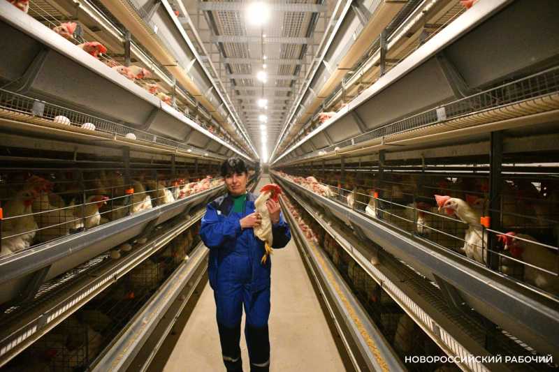 Плюс 230 тыс. кур &ndash; на птицефабрике Новороссийска построили два новых корпуса