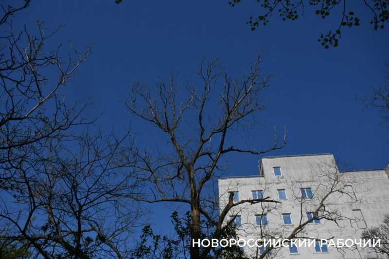 Пожилым новороссийцам сложно приводить двор в порядок. Кто поможет?