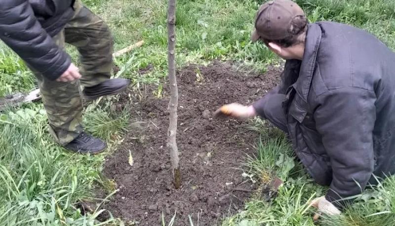 Приморский район присоединился к акции «Укоренись в Новороссийске»: саженцы церцисов высадили на улице Видова