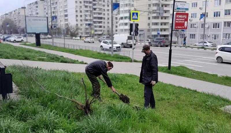 Приморский район присоединился к акции «Укоренись в Новороссийске»: саженцы церцисов высадили на улице Видова