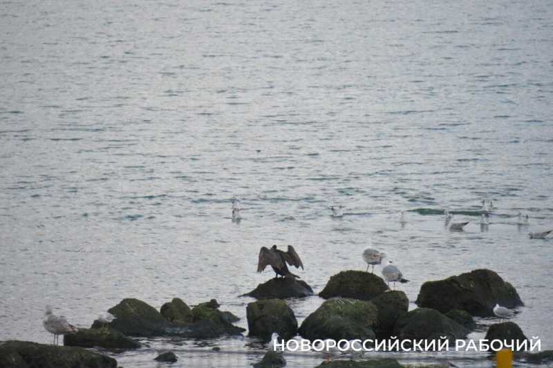Прогулка по набережной Новороссийска настраивает на лето и отпуск. Фоторепортаж &laquo;НР&raquo;