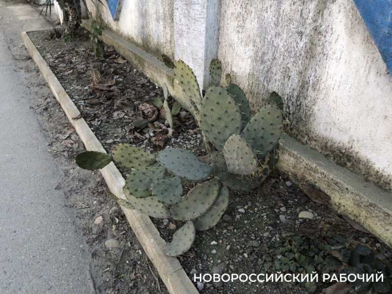 Просто космос! В Новороссийске и пригородах насчитали целых 7 улиц Юрия Гагарина