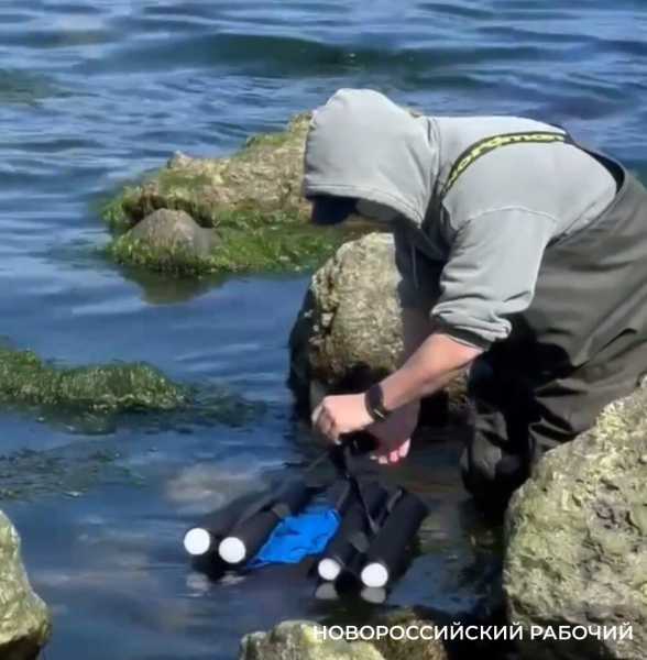 В бухте Новороссийска спасли дельфина
