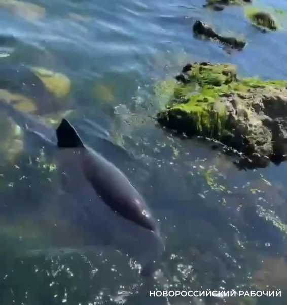 В бухте Новороссийска спасли дельфина
