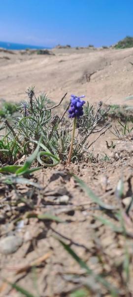 В горах Новороссийска зацвели уникальные дикие ирисы&nbsp;&nbsp;&nbsp;&nbsp;&nbsp;&nbsp;&nbsp;&nbsp;&nbsp;&nbsp;&nbsp;&nbsp;&nbsp;&nbsp;&nbsp;&nbsp;&nbsp;&nbsp;