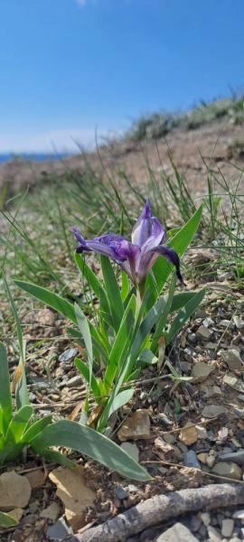 В горах Новороссийска зацвели уникальные дикие ирисы&nbsp;&nbsp;&nbsp;&nbsp;&nbsp;&nbsp;&nbsp;&nbsp;&nbsp;&nbsp;&nbsp;&nbsp;&nbsp;&nbsp;&nbsp;&nbsp;&nbsp;&nbsp;