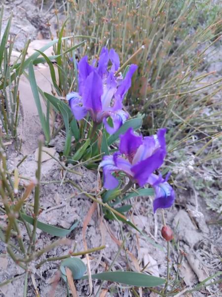 В горах Новороссийска зацвели уникальные дикие ирисы&nbsp;&nbsp;&nbsp;&nbsp;&nbsp;&nbsp;&nbsp;&nbsp;&nbsp;&nbsp;&nbsp;&nbsp;&nbsp;&nbsp;&nbsp;&nbsp;&nbsp;&nbsp;