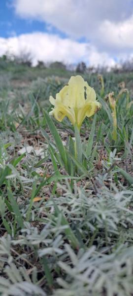 В горах Новороссийска зацвели уникальные дикие ирисы&nbsp;&nbsp;&nbsp;&nbsp;&nbsp;&nbsp;&nbsp;&nbsp;&nbsp;&nbsp;&nbsp;&nbsp;&nbsp;&nbsp;&nbsp;&nbsp;&nbsp;&nbsp;