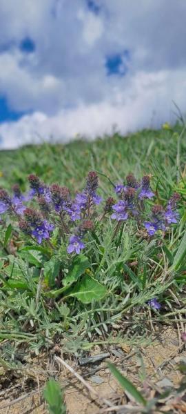 В горах Новороссийска зацвели уникальные дикие ирисы&nbsp;&nbsp;&nbsp;&nbsp;&nbsp;&nbsp;&nbsp;&nbsp;&nbsp;&nbsp;&nbsp;&nbsp;&nbsp;&nbsp;&nbsp;&nbsp;&nbsp;&nbsp;