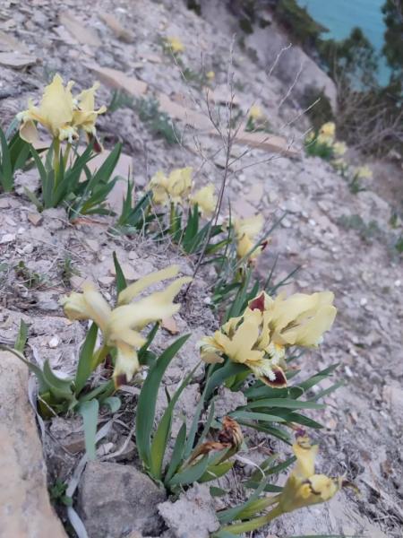 В горах Новороссийска зацвели уникальные дикие ирисы&nbsp;&nbsp;&nbsp;&nbsp;&nbsp;&nbsp;&nbsp;&nbsp;&nbsp;&nbsp;&nbsp;&nbsp;&nbsp;&nbsp;&nbsp;&nbsp;&nbsp;&nbsp;