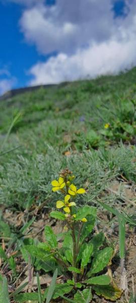 В горах Новороссийска зацвели уникальные дикие ирисы&nbsp;&nbsp;&nbsp;&nbsp;&nbsp;&nbsp;&nbsp;&nbsp;&nbsp;&nbsp;&nbsp;&nbsp;&nbsp;&nbsp;&nbsp;&nbsp;&nbsp;&nbsp;