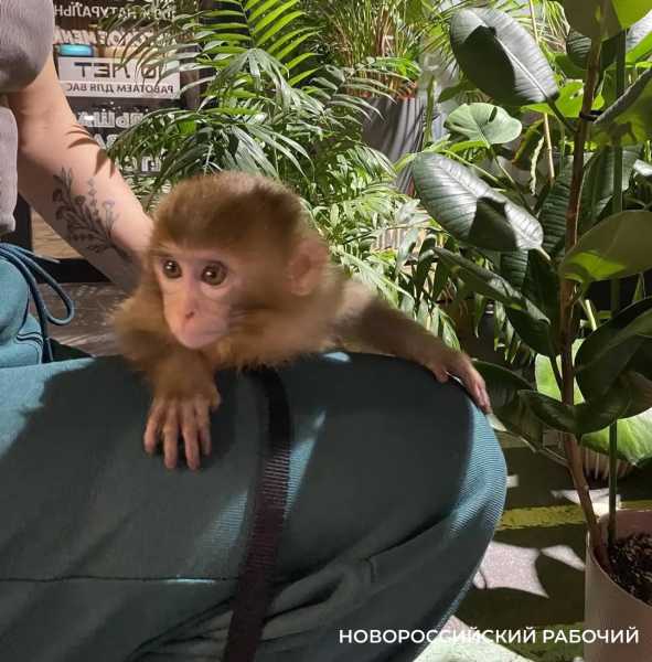 В кафе Новороссийска накормили обезьянку