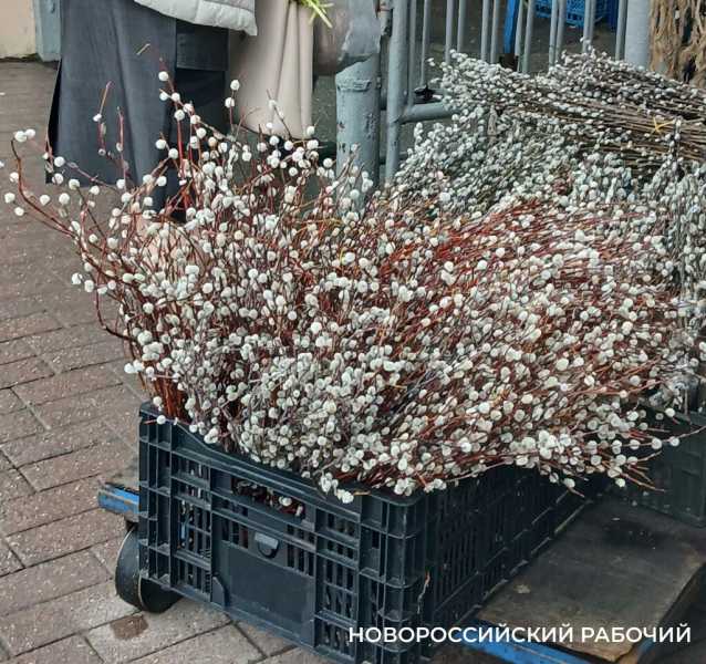 В Новороссийске накануне Вербного воскресенья торгуют пушистыми ветками