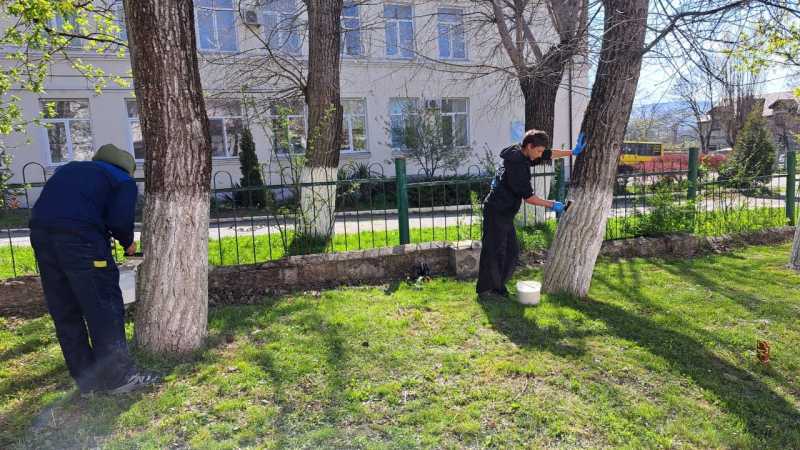 В Новороссийске не будут заставлять белить деревья. А добровольно &mdash; можно?