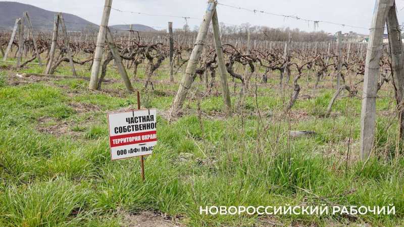 В Новороссийске объяснили, почему на месте виноградников в Южном районе построят дома