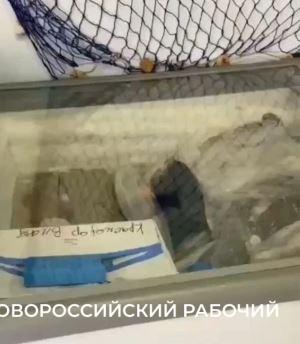 В Новороссийске прикрыли рыбный магазинчик в гараже