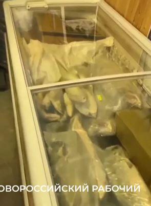 В Новороссийске прикрыли рыбный магазинчик в гараже