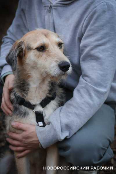 В Новороссийске снова ищут инвестора для собачьего приюта