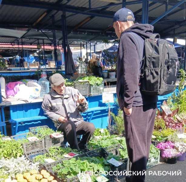 В Новороссийске стали торговать рассадой &ndash; она не всем по карману
