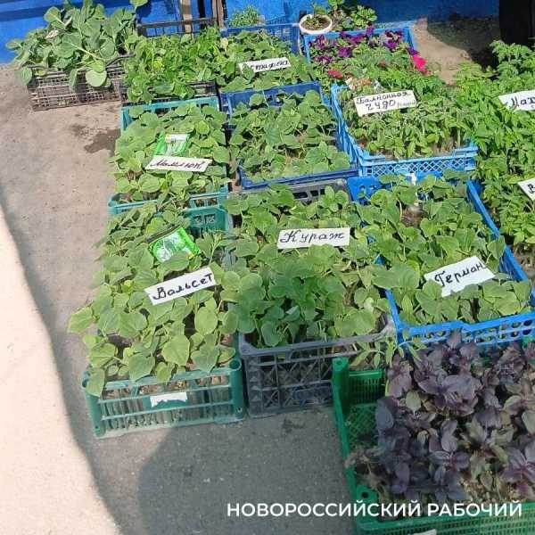 В Новороссийске стали торговать рассадой &ndash; она не всем по карману