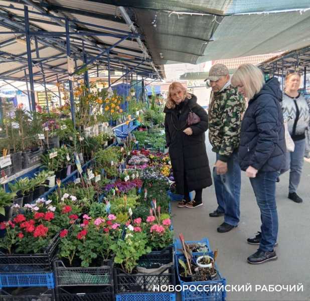 В Новороссийске стали торговать рассадой &ndash; она не всем по карману
