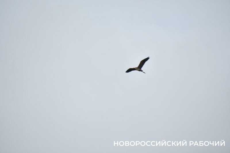 В Новороссийске успешно прошла &laquo;охота&raquo; на краснокнижных птиц &nbsp;&nbsp;&nbsp;&nbsp;&nbsp;&nbsp;