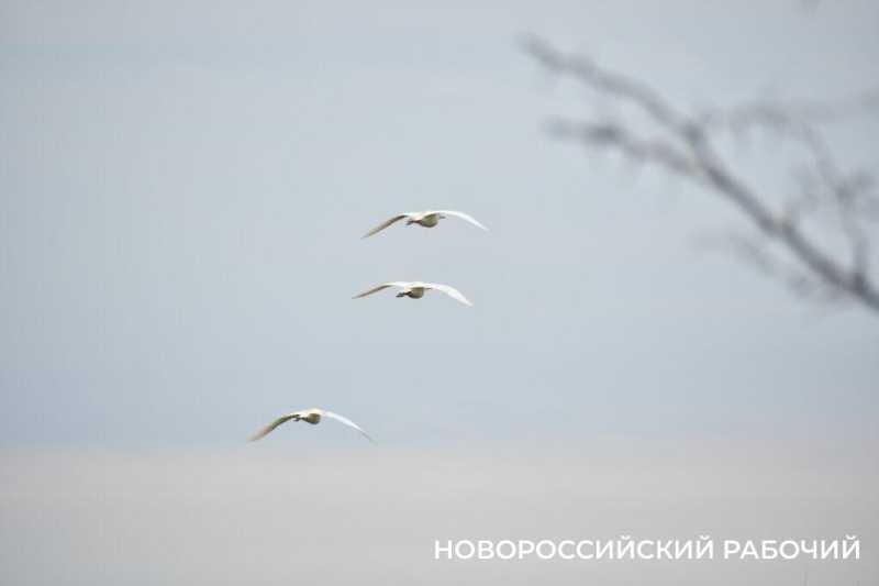 В Новороссийске успешно прошла &laquo;охота&raquo; на краснокнижных птиц &nbsp;&nbsp;&nbsp;&nbsp;&nbsp;&nbsp;