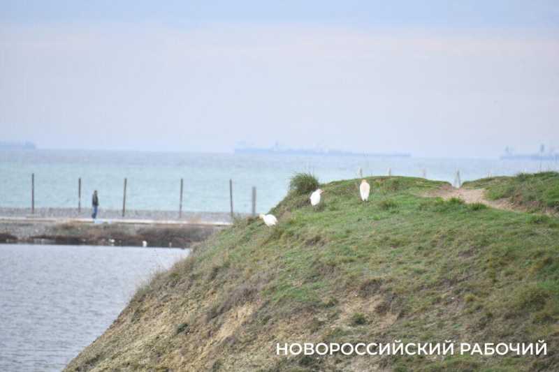 В Новороссийске успешно прошла &laquo;охота&raquo; на краснокнижных птиц &nbsp;&nbsp;&nbsp;&nbsp;&nbsp;&nbsp;