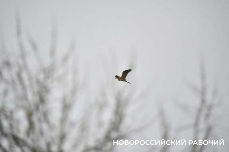 В Новороссийске успешно прошла &laquo;охота&raquo; на краснокнижных птиц &nbsp;&nbsp;&nbsp;&nbsp;&nbsp;&nbsp;