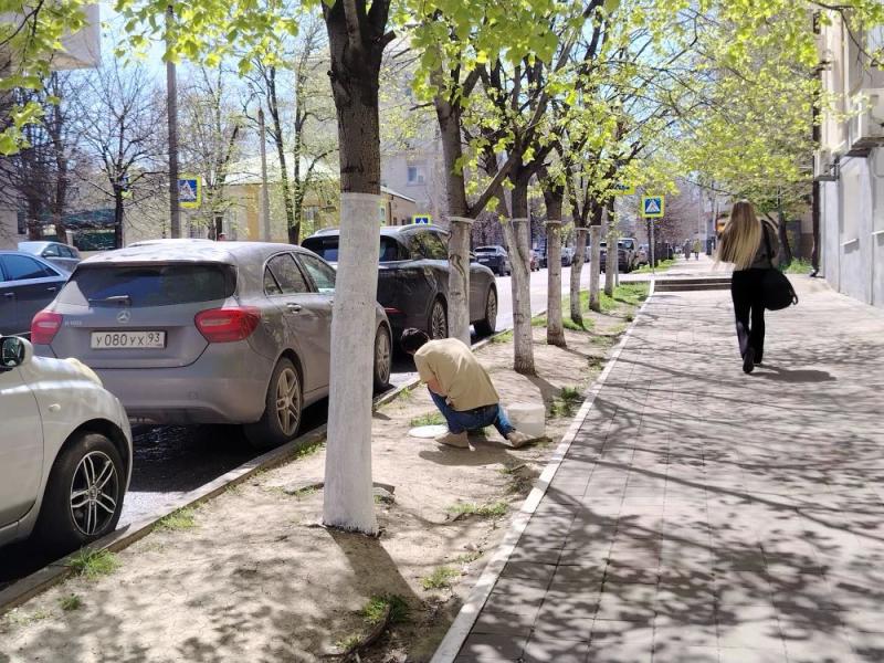 В Новороссийске запретили белить деревья на улицах, но горожане все равно это делают