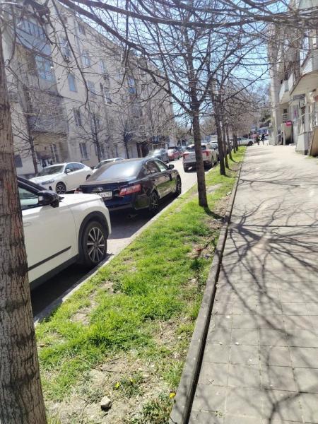 В Новороссийске запретили белить деревья на улицах, но горожане все равно это делают