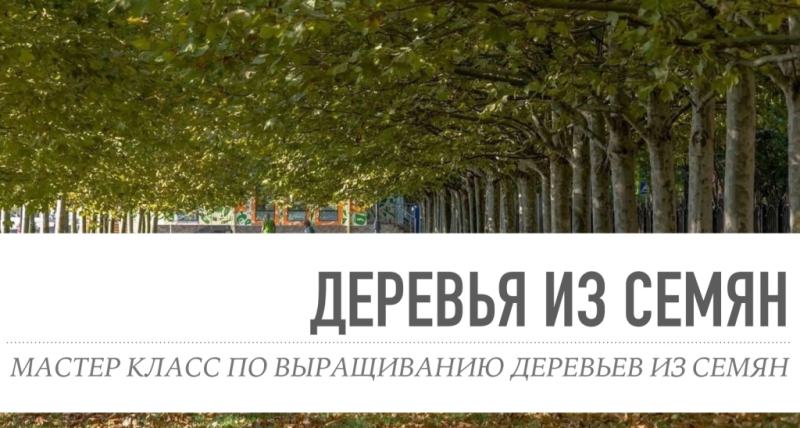 В рамках муниципального проекта &laquo;Укоренись в Новороссийске&raquo; в городе-герое провели мастер-классы по выращиванию деревьев из семян