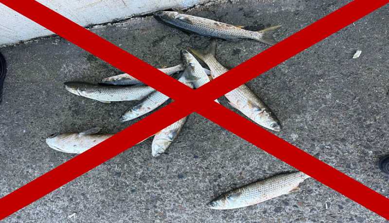 Внимание! В Новороссийске до 30 апреля запрещен вылов рыбы семейства кефалевых в закрытых оградительными молами акваториях портов