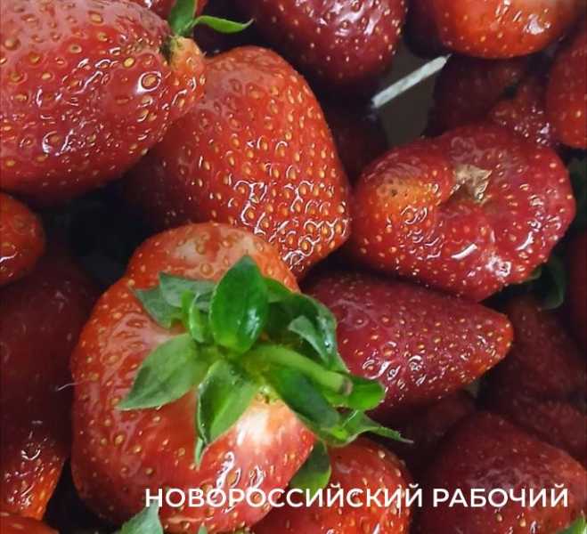 Черешня, клубника, алыча – на рынки Новороссийска пришло лето