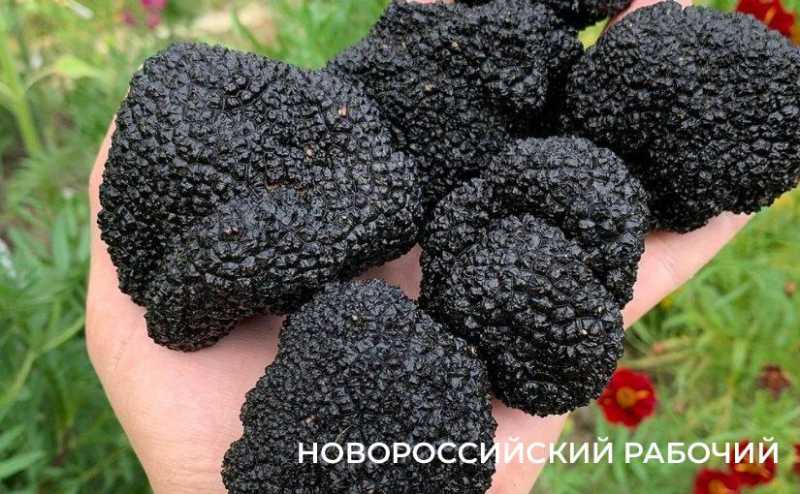 Какие грибы в Новороссийске можно будет собирать через разрешение на Госуслугах