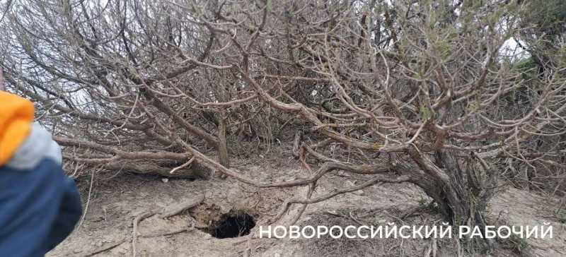 Козы съели реликтовый лес под Новороссийском